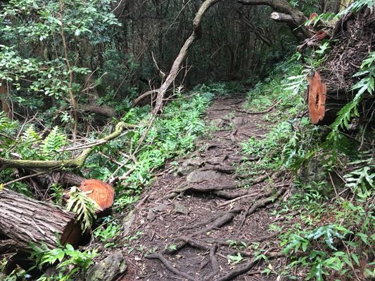 Kuli'ou'ou Valley Trail by null