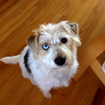 Pridey Petcare - One (of many) satisfied customers!! - Pet Sitting Near Me Pridey Petcare - One (of many) satisfied customers!! - Pet Sitting Near Me
