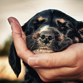 Palencia Pet Clinic - Veterinary Prescription Drugs in St. Augustine, FL - Veterinarians Near Me - Saint Augustine, Florida Palencia Pet Clinic - Veterinary Prescription Drugs in St. Augustine, FL - Veterinarians Near Me - Saint Augustine, Florida