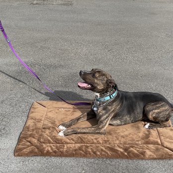 blue collar dog ranch