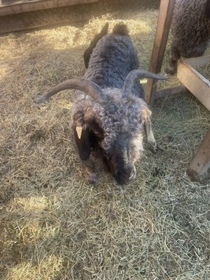 Moonwater Farm by null