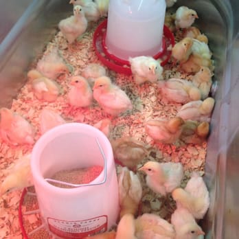 Tractor Supply - Chicks! - Hardware Stores Near Me - Westfield, Indiana