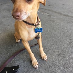 Pancho all proud of his new manicure.