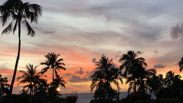 Cane & Canoe by null