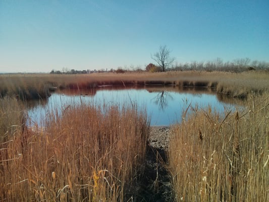 Belle Isle Marsh Reservation by null