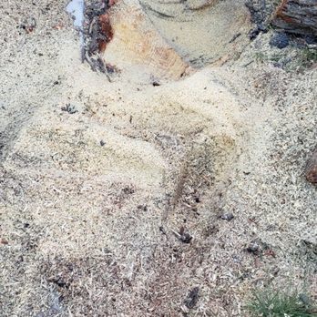 Daniel’s Landscaping and Tree Services - Roots all gone! - Tree Services Near Me Daniel’s Landscaping and Tree Services - Roots all gone! - Tree Services Near Me