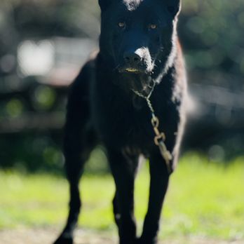 International K-9 - German Shepherd are most versatile - Pet Training Near Me - Weatherford, Texas International K-9 - German Shepherd are most versatile - Pet Training Near Me - Weatherford, Texas