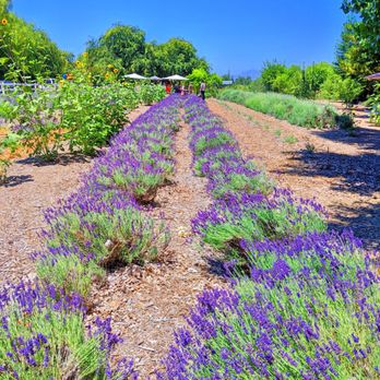 Frog Creek Farm Ojai - Pick Your Own Farms Near Me - Ojai, California