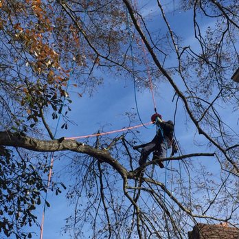 Greg Nelson Tree Service - Tree Services Near Me - Wake Forest, North Carolina Greg Nelson Tree Service - Tree Services Near Me - Wake Forest, North Carolina