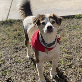 Doggy Daze - Pet Groomers Near Me - Phoenix, Arizona