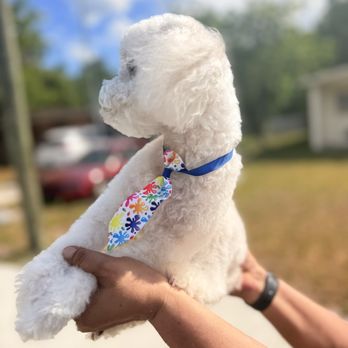 Nomad Pet Grooming - Pet Groomers Near Me Nomad Pet Grooming - Pet Groomers Near Me