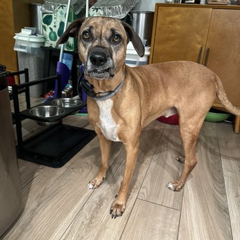 Performance K9 Training - Pet Training Near Me - Bonsall, California Performance K9 Training - Pet Training Near Me - Bonsall, California