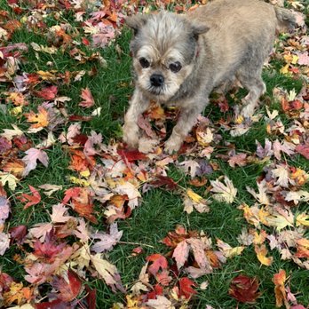 Pawsitively Happy Pet Services - Fenix (: - Dog Walkers Near Me Pawsitively Happy Pet Services - Fenix (: - Dog Walkers Near Me