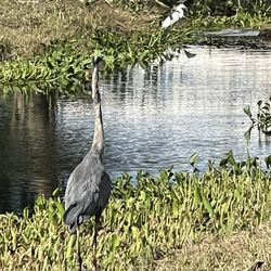 Chain of Lakes Park