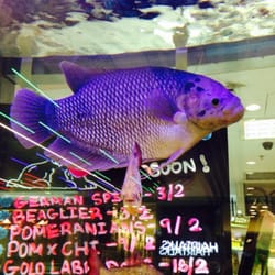 The Leaf - Nearby aquarium and resident big fish