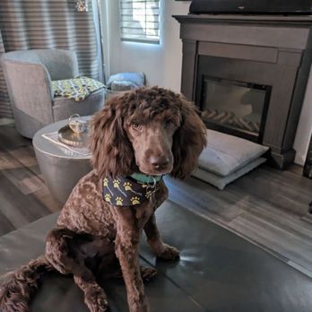 Well Groomed Pets - Chandler - "I'm looking pretty good....if I say so myself" - Pet Groomers Near Me - Chandler, Arizona Well Groomed Pets - Chandler - "I'm looking pretty good....if I say so myself" - Pet Groomers Near Me - Chandler, Arizona