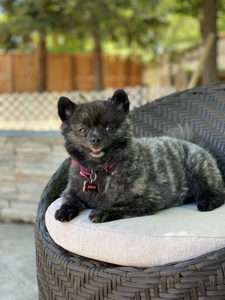 DUSTY’S DOGGIE D TAIL MOBILE GROOMING Updated June 2024 241 Photos Elk Grove, California