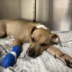 Riverdale Animal Hospital - This is our patient Bruno, who presented with a torn nail.