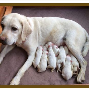 Stofer's Labs - My puppy is in there... - Pet Training Near Me - Prunedale, California Stofer's Labs - My puppy is in there... - Pet Training Near Me - Prunedale, California