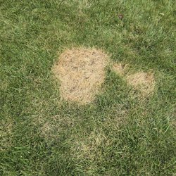 Burn mark.
