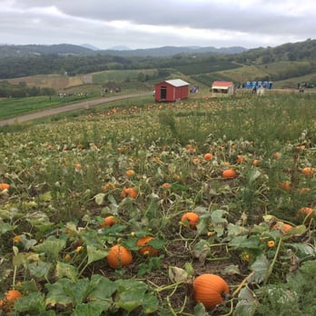 Hollin Farms - pumpkin patch - Fruits & Veggies Near Me - Delaplane, Virginia