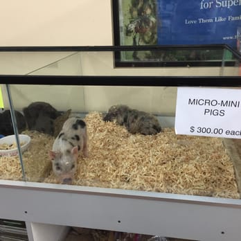 Pet and Feed Store - I need one!! - Pet Stores Near Me - Jacksonville, Florida Pet and Feed Store - I need one!! - Pet Stores Near Me - Jacksonville, Florida