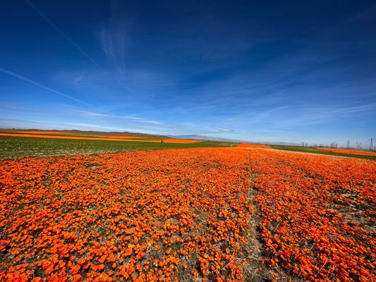 Antelope Valley California Poppy Reserve State Natural Reserve by null