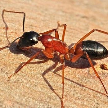 Florida Environmental Pest Management - Pest Control Near Me - West Palm Beach, Florida Florida Environmental Pest Management - Pest Control Near Me - West Palm Beach, Florida
