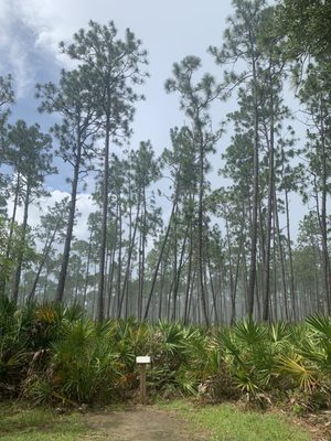 Tarkiln Bayou Preserve State Park by null