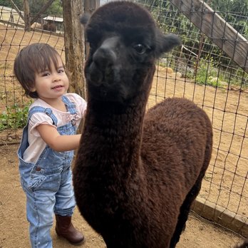 A Simpler Time Alpaca Farm And Mill - Emma with the baby alpaca - Knitting Supplies Near Me - El Cajon, California