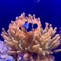 Photo of Aquatic Jewels