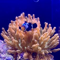 Aquatic Jewels - Large bubble tip anemone