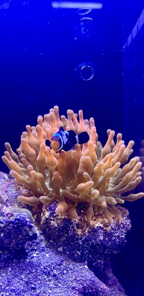 Aquatic Jewels Image