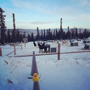 Black Spruce Dog Sledding - #bobotheduck - Sledding Near Me - Fairbanks, Alaska