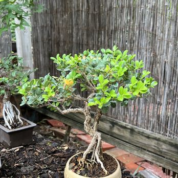 Sanderson Creek Bonsai - Bonsai - Nurseries & Gardening Near Me - Fort Worth, Texas Sanderson Creek Bonsai - Bonsai - Nurseries & Gardening Near Me - Fort Worth, Texas