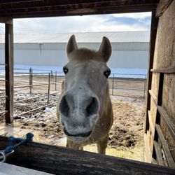 Stockton's Plum Creek Stables - Horse in a run stall