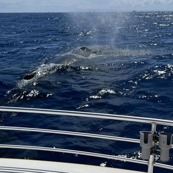 Makai Adventures - Whale snots - Boat Charters Near Me - Lahaina, Hawaii Makai Adventures - Whale snots - Boat Charters Near Me - Lahaina, Hawaii