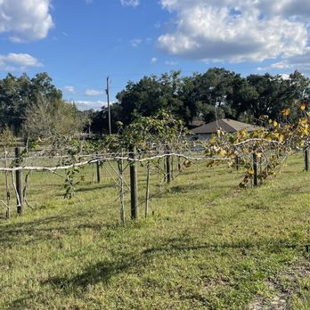 Lake Seneca Farms - Wineries Near Me - Eustis, Florida