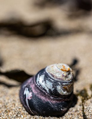Bowling Ball Beach Trailhead by null