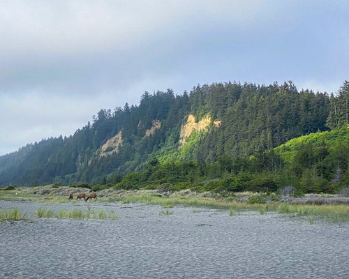 Gold Bluffs Beach Campground by null