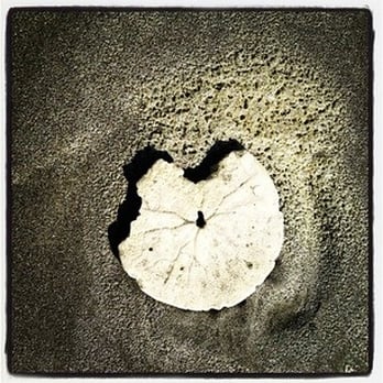 Sand Dollar Condos - Sand Dollar - Vacation Rentals Near Me - Pacific Beach, Washington Sand Dollar Condos - Sand Dollar - Vacation Rentals Near Me - Pacific Beach, Washington