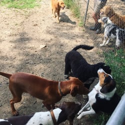 The Bark Park - Go to doggy day care they said, it will be fun they said.