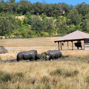 Wildlife Safari - Rhinos keeping cool by rolling in the mud - Zoos Near Me - Winston, Oregon Wildlife Safari - Rhinos keeping cool by rolling in the mud - Zoos Near Me - Winston, Oregon