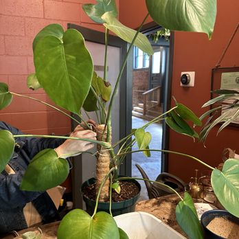 Propagate - Repotting a monstera - Venues & Event Spaces Near Me - Sacramento, California Propagate - Repotting a monstera - Venues & Event Spaces Near Me - Sacramento, California