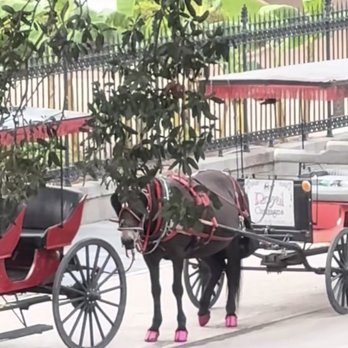 Royal Carriages - Historical Tours Near Me - New Orleans, Louisiana Royal Carriages - Historical Tours Near Me - New Orleans, Louisiana