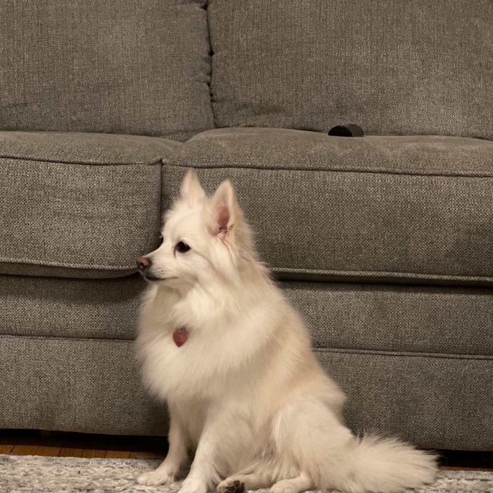 Uni-Pet Grooming Salon - After - Pet Sitting Near Me - Rochester, New York Uni-Pet Grooming Salon - After - Pet Sitting Near Me - Rochester, New York