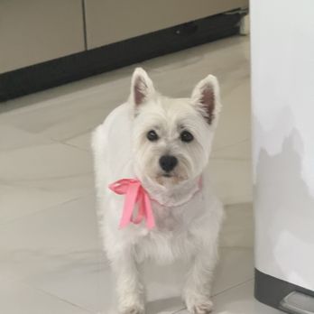 Dream Pet Grooming  - Pet Groomers Near Me - Irvine, California