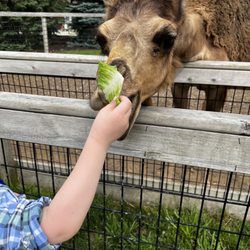 Boulder Ridge Wild Animal Park - Camel