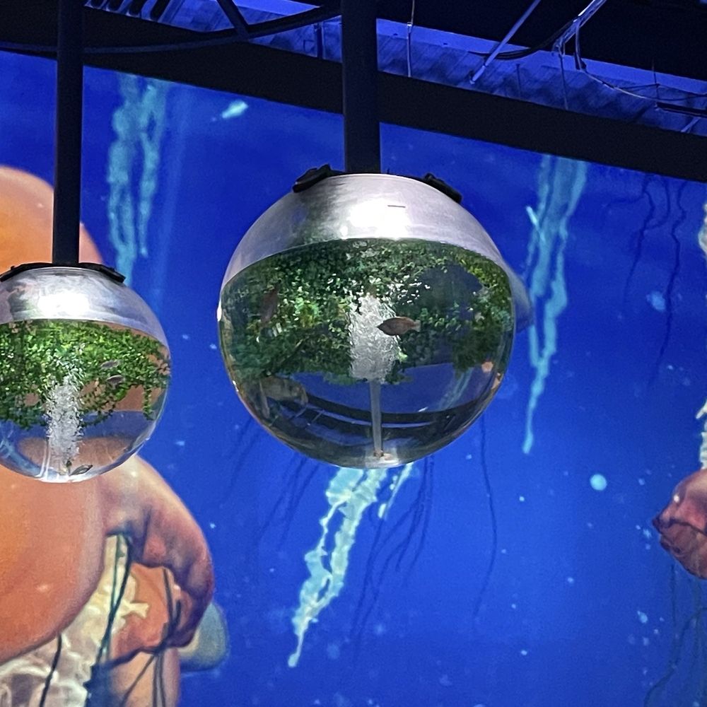 OdySea Aquarium - Aquariums Near Me - Scottsdale, Arizona OdySea Aquarium - Aquariums Near Me - Scottsdale, Arizona