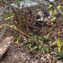 Photo of Dallas Fort Worth Wildlife Control
